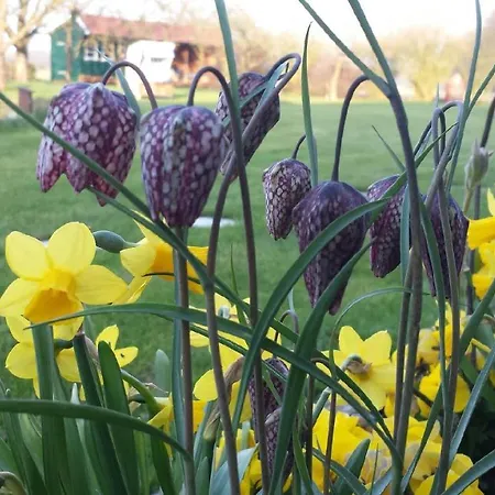 Lägenhet Urlaubsdomizil Im Gruenen