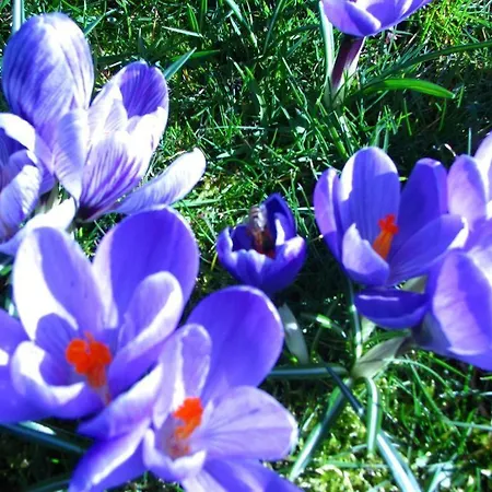 Urlaubsdomizil Im Gruenen * Westerstede