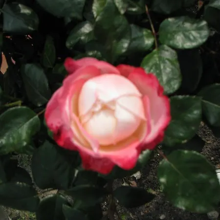 Urlaubsdomizil Im Gruenen