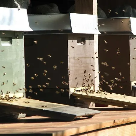 Urlaubsdomizil Im Gruenen Lägenhet Westerstede