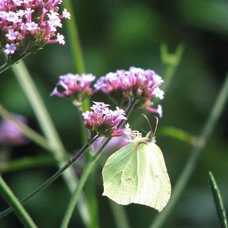 Urlaubsdomizil Im Gruenen *