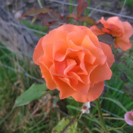 Lägenhet Urlaubsdomizil Im Gruenen