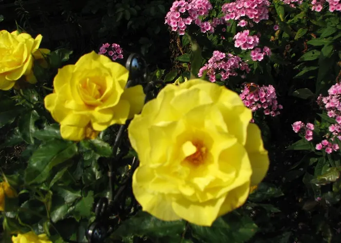 Urlaubsdomizil Im Gruenen Appartement *