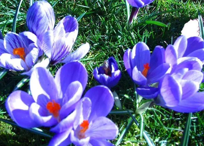 Urlaubsdomizil Im Gruenen * Westerstede