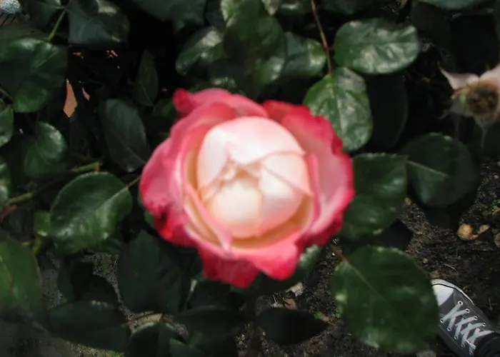 Urlaubsdomizil Im Gruenen