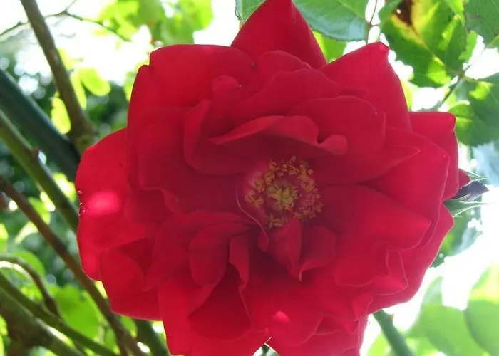 Appartement Urlaubsdomizil Im Gruenen Westerstede