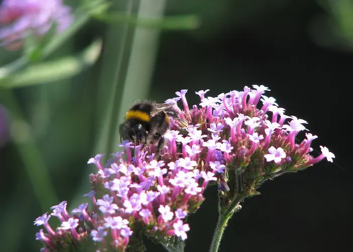 Appartement Urlaubsdomizil Im Gruenen *