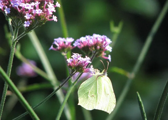 Urlaubsdomizil Im Gruenen *