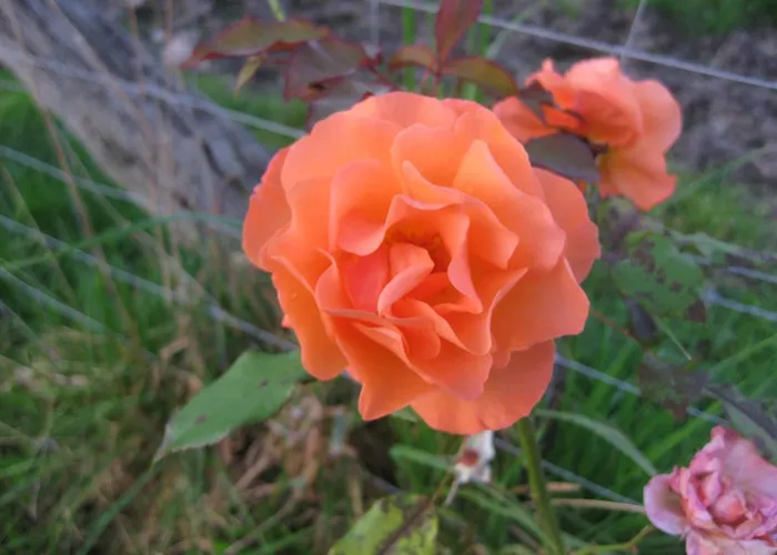 Appartement Urlaubsdomizil Im Gruenen